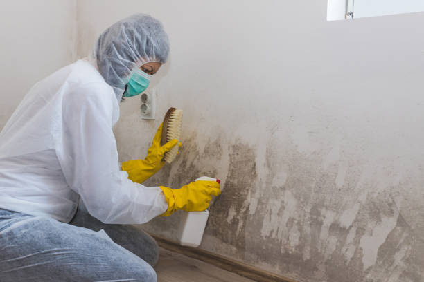 Best Mold Remediation Experts  in Skagway, AK