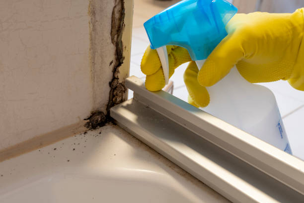 Best Certified Mold Removal  in Skagway, AK