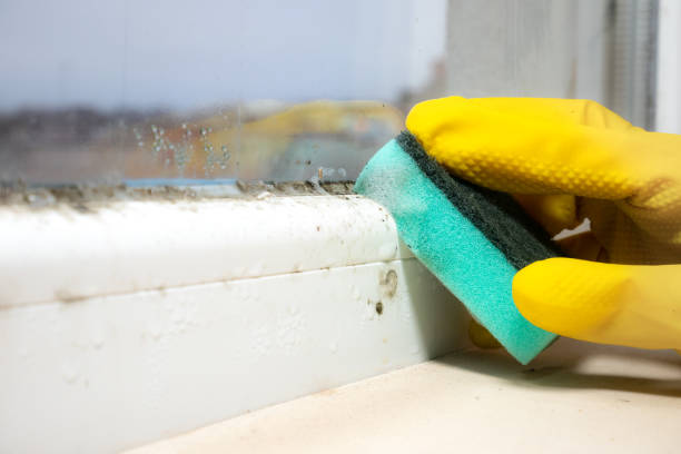 Best Attic Mold Removal  in Skagway, AK