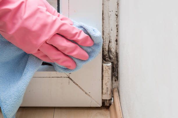 Best Local Mold Removal Service  in Skagway, AK